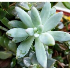 Succulent cutting easy to grow